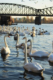 河畔天鹅群游于波光之上