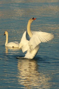 天鹅水中展翅优雅瞬间