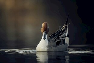 水中优雅游弋的针尾鸭