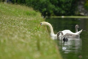 湖畔天鹅一家悠游