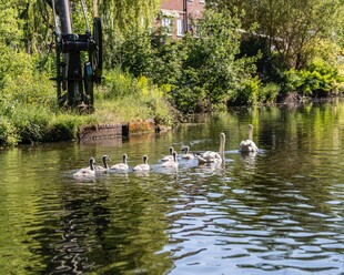 河畔游弋的洁白鸭子