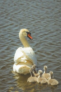 天鹅妈妈与幼崽水中相伴