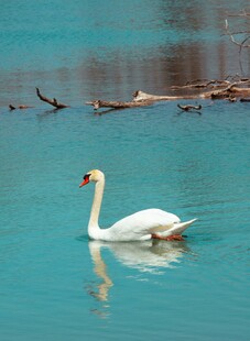 湖中游弋的优雅白天鹅