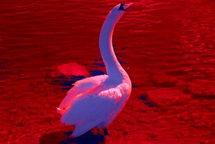 红背景下的优雅粉色天鹅