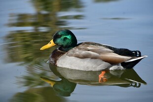 绿头鸭水中悠然游动