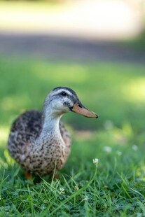 草地上的小鸭子