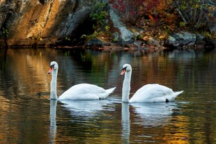 秋日湖面上的优雅双天鹅