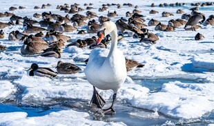 雪地漫步的白鸟