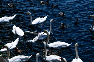 湖面上的天鹅与野鸭群