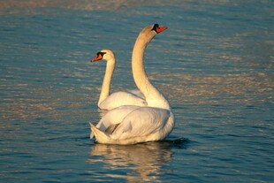 双天鹅悠游于碧波之上