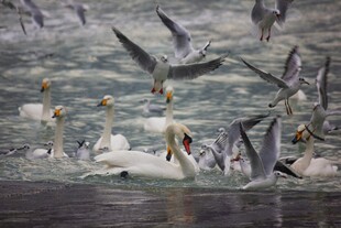 群鸟于水面上空飞翔景象