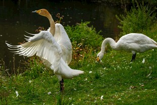 草地上展翅与低头的白鸟