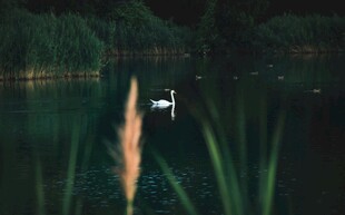 湖畔白鹭栖于葱郁草木间