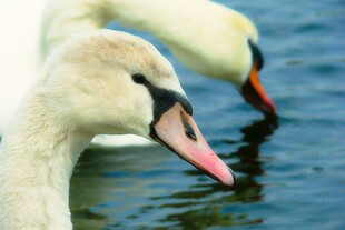 优雅天鹅低头饮水瞬间