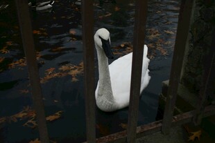 栅栏后的优雅白天鹅