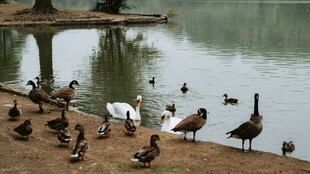 湖畔群鸟嬉戏图