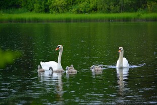 天鹅一家在湖面悠然游弋