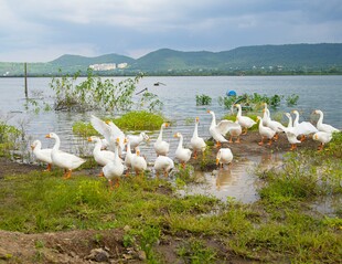 湖畔群鹅嬉戏的自然美景