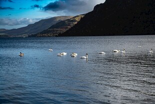 湖面上的天鹅群
