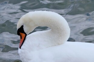 优雅天鹅水中静立