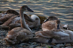岸边休憩的一群天鹅