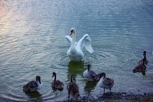 天鹅与群鸭共舞湖面