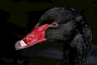 黑天鹅特写