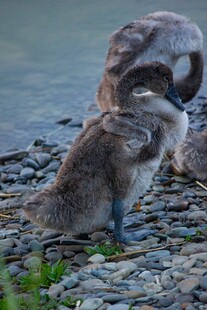岸边亲昵的小天鹅