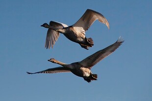 双雁蓝天展翅翱翔