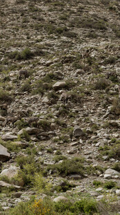 伪装成岩石的岩羊们