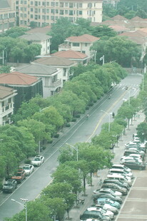 城市街道绿树成荫景象