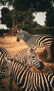 草原上的斑马群