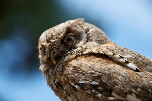 小巧猫头鹰特写