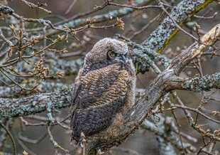 树枝上的猫头鹰