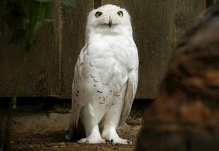 白色猫头鹰站立