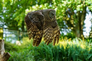 草丛中的猫头鹰