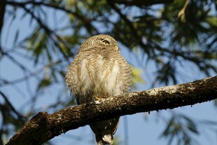 枝头栖息的可爱小鸟