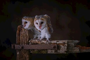 两只猫头鹰栖息于木上