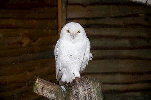 雪白猫头鹰栖息木桩