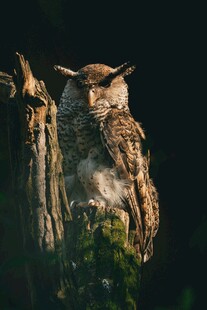 栖息于树干的猫头鹰