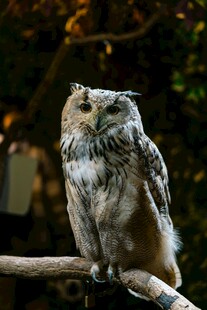 栖息枝头的猫头鹰