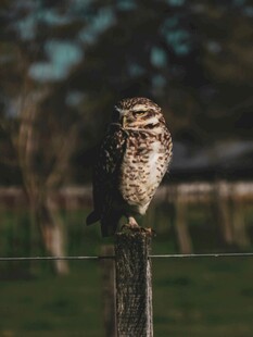 站在木桩上的猫头鹰