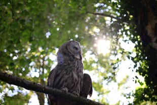 树枝上的猫头鹰