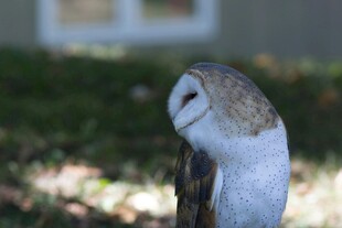 呆萌猫头鹰特写