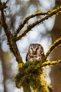 树枝上的猫头鹰