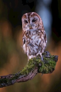 树枝上的猫头鹰