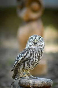 呆萌猫头鹰立于石上