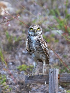 站在木桩上的猫头鹰