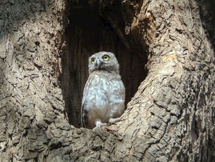 树洞中可爱的猫头鹰