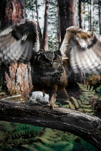 展翅雄鹰立于林间枝头